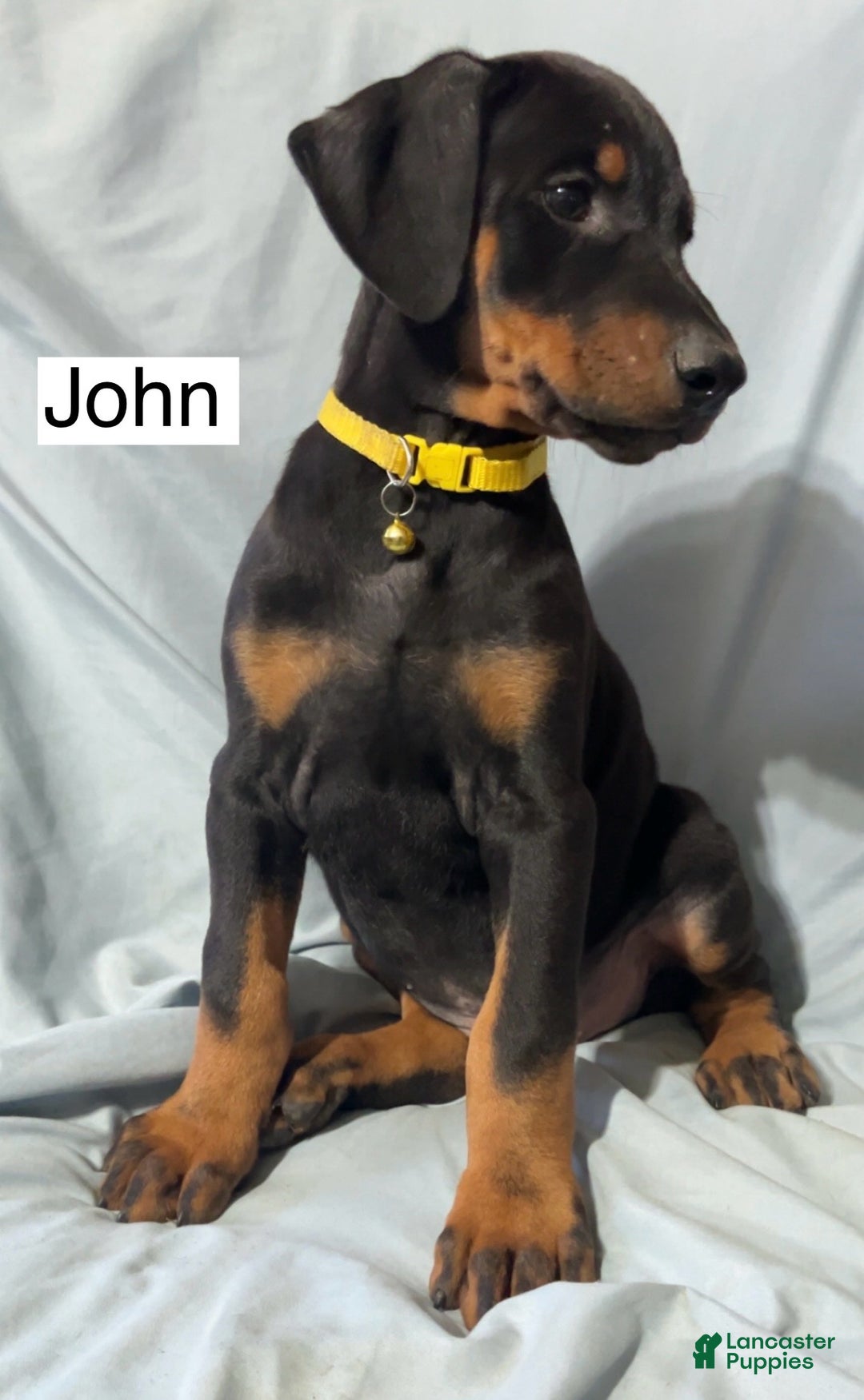 Doberman Pinscher dogs for sale: John - Ad 2