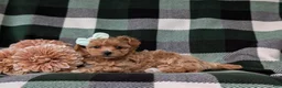 Maltipoo dogs for sale: Simone 6 lbs Full Grown - Ad 5