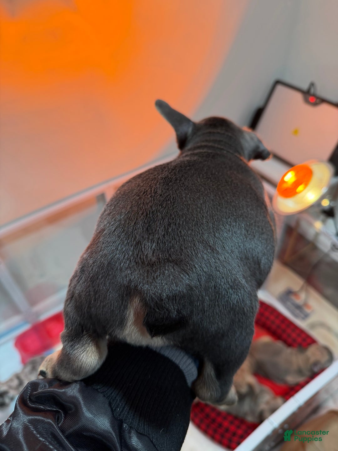 French Bulldog dogs for sale: TIFFANY - Ad 13