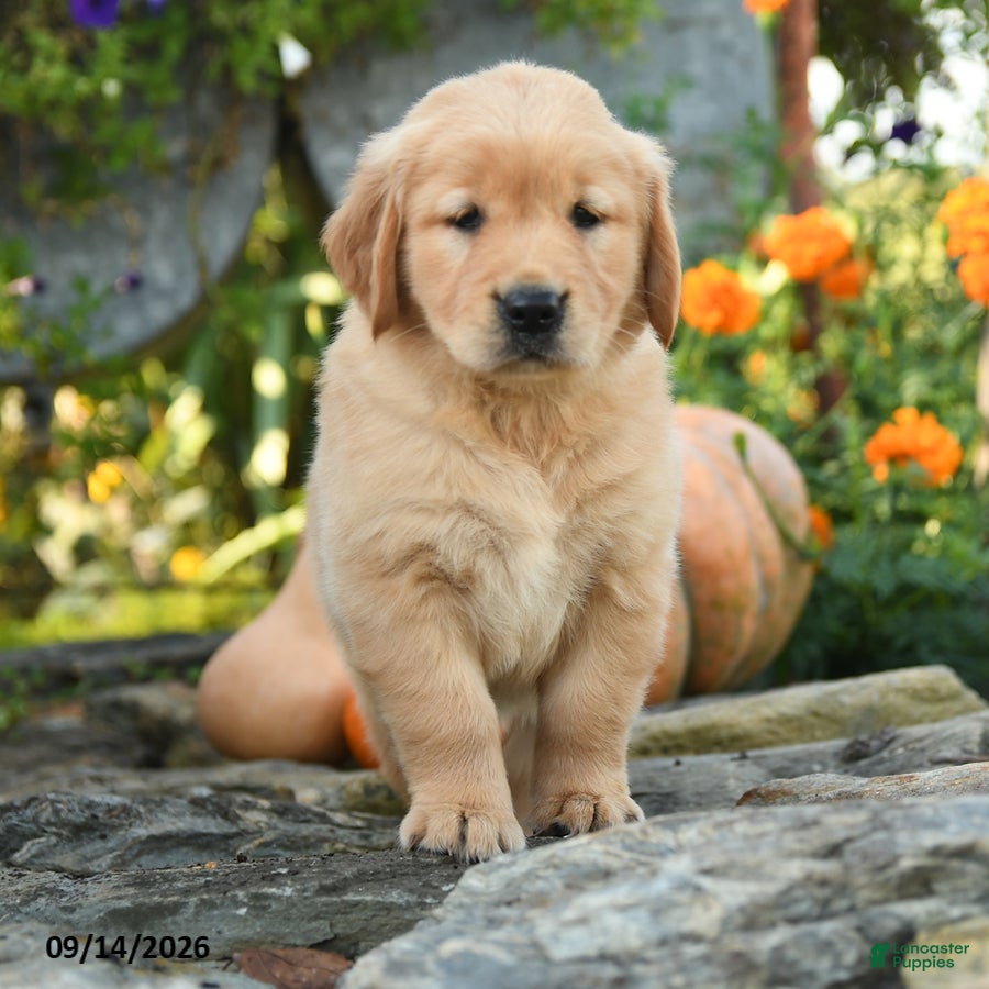 Golden Retriever dogs Clementine - Ad 1