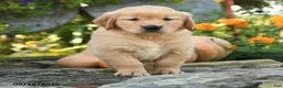Golden Retriever dogs for sale: Clementine - Ad 1