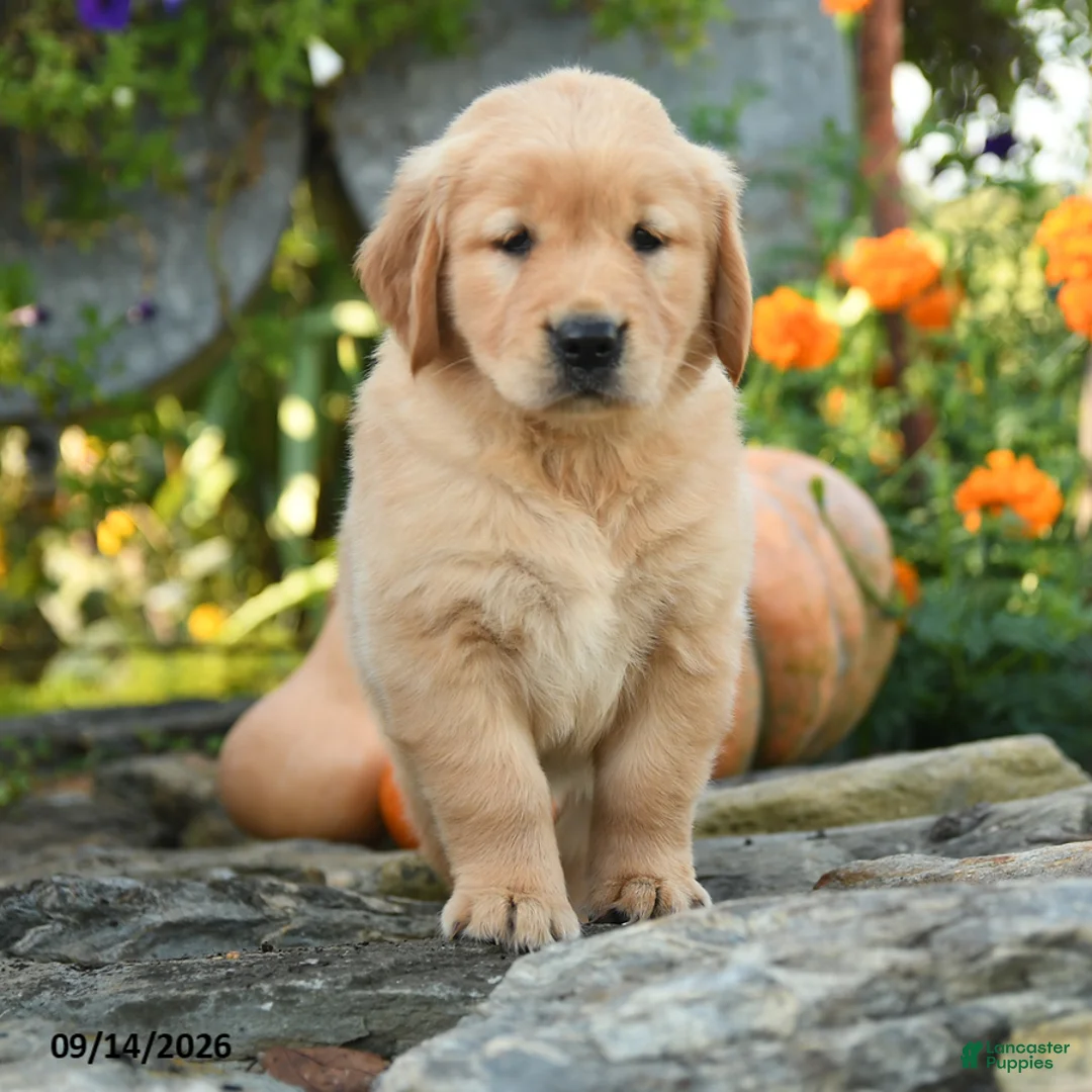 Golden Retriever dogs for sale: Clementine - Ad 1