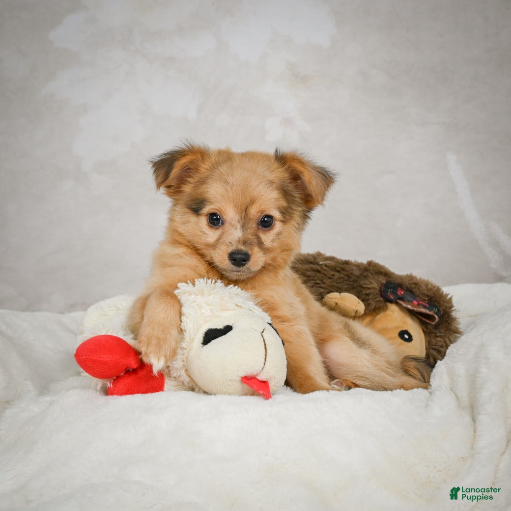 Chihuahua dogs Terry - Ad 6