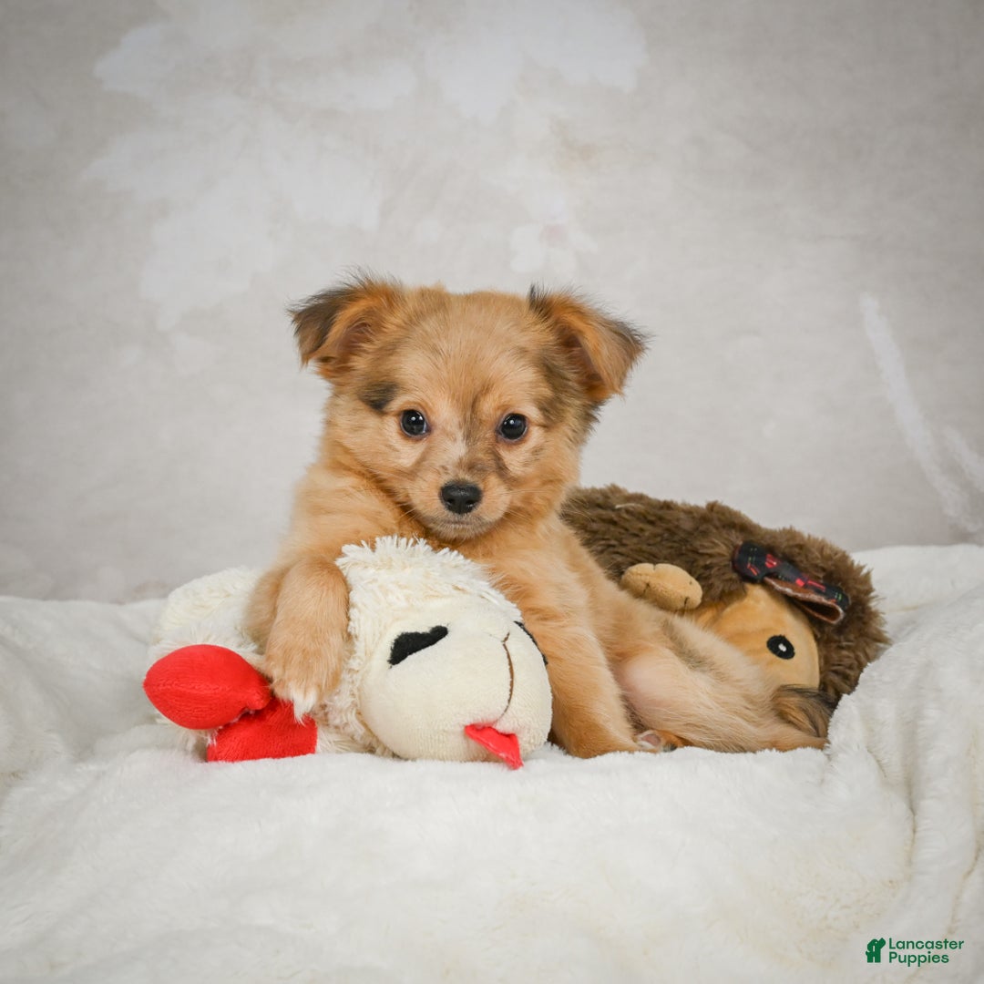 Chihuahua dogs for sale: Terry - Ad 1