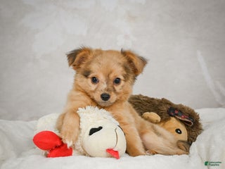 Chihuahua dogs Terry - Ad 37