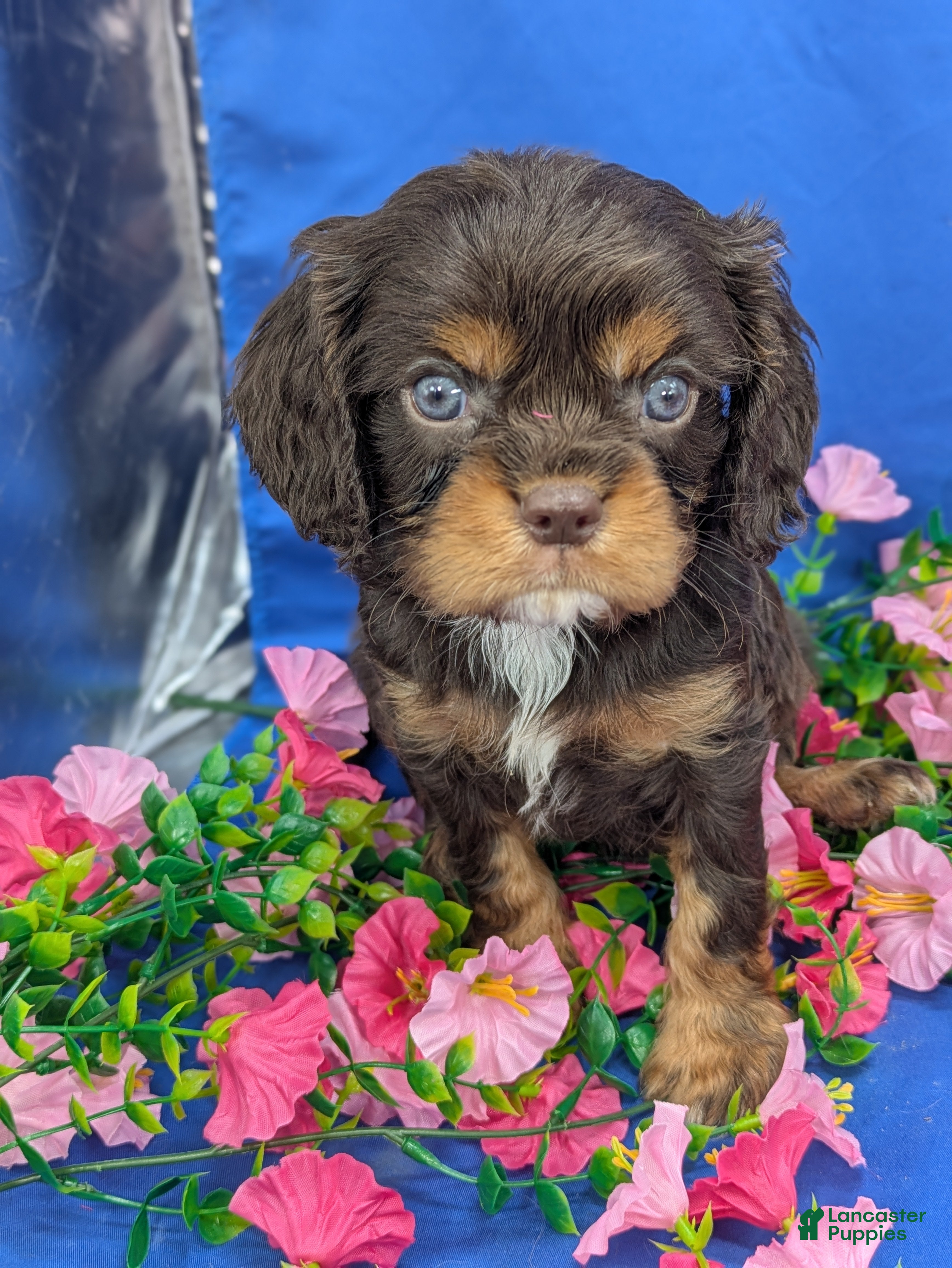 Cavalier King Charles Spaniel dogs Burbon - Ad 1