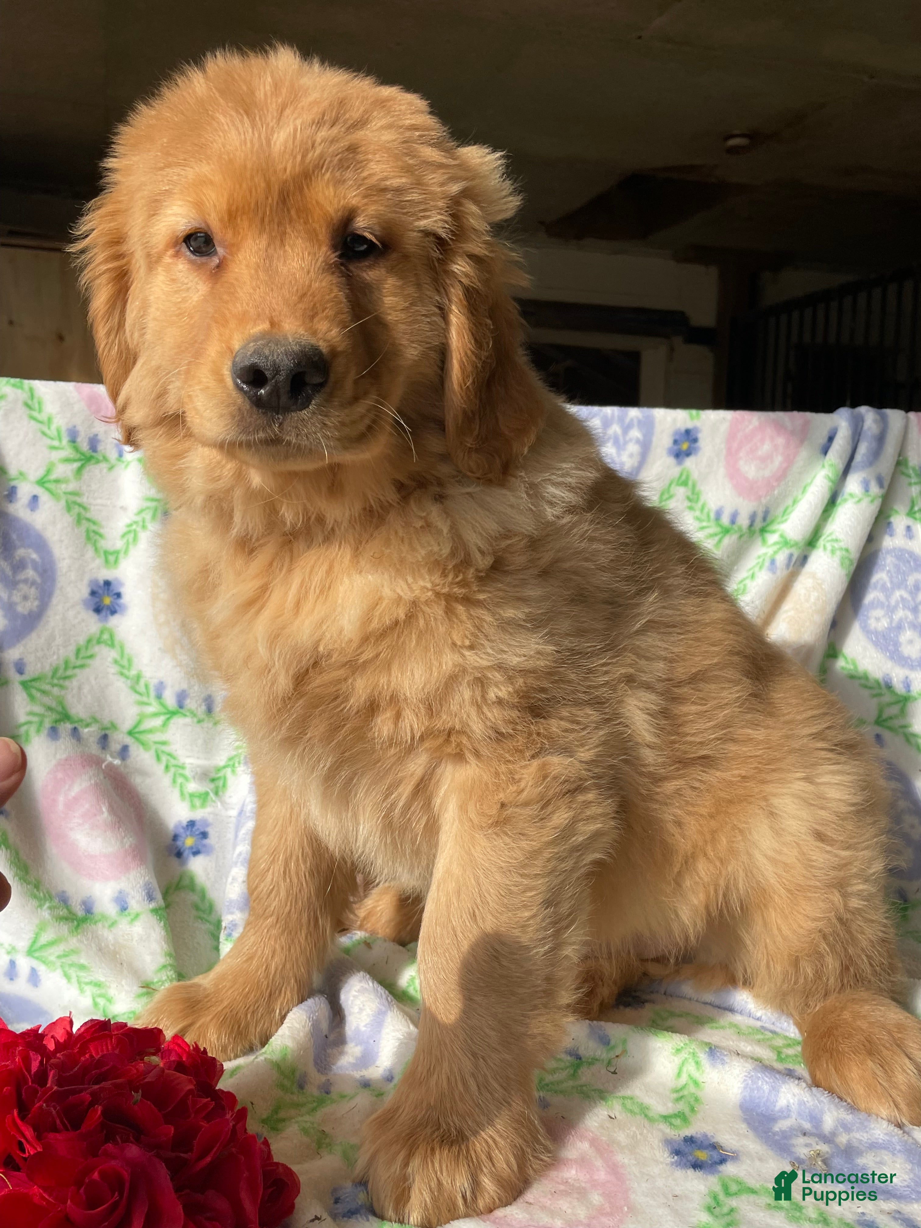 Golden Retriever dogs Jackson - Ad 32