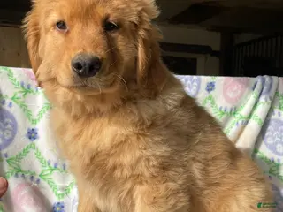 Golden Retriever dogs Jackson - Ad 21