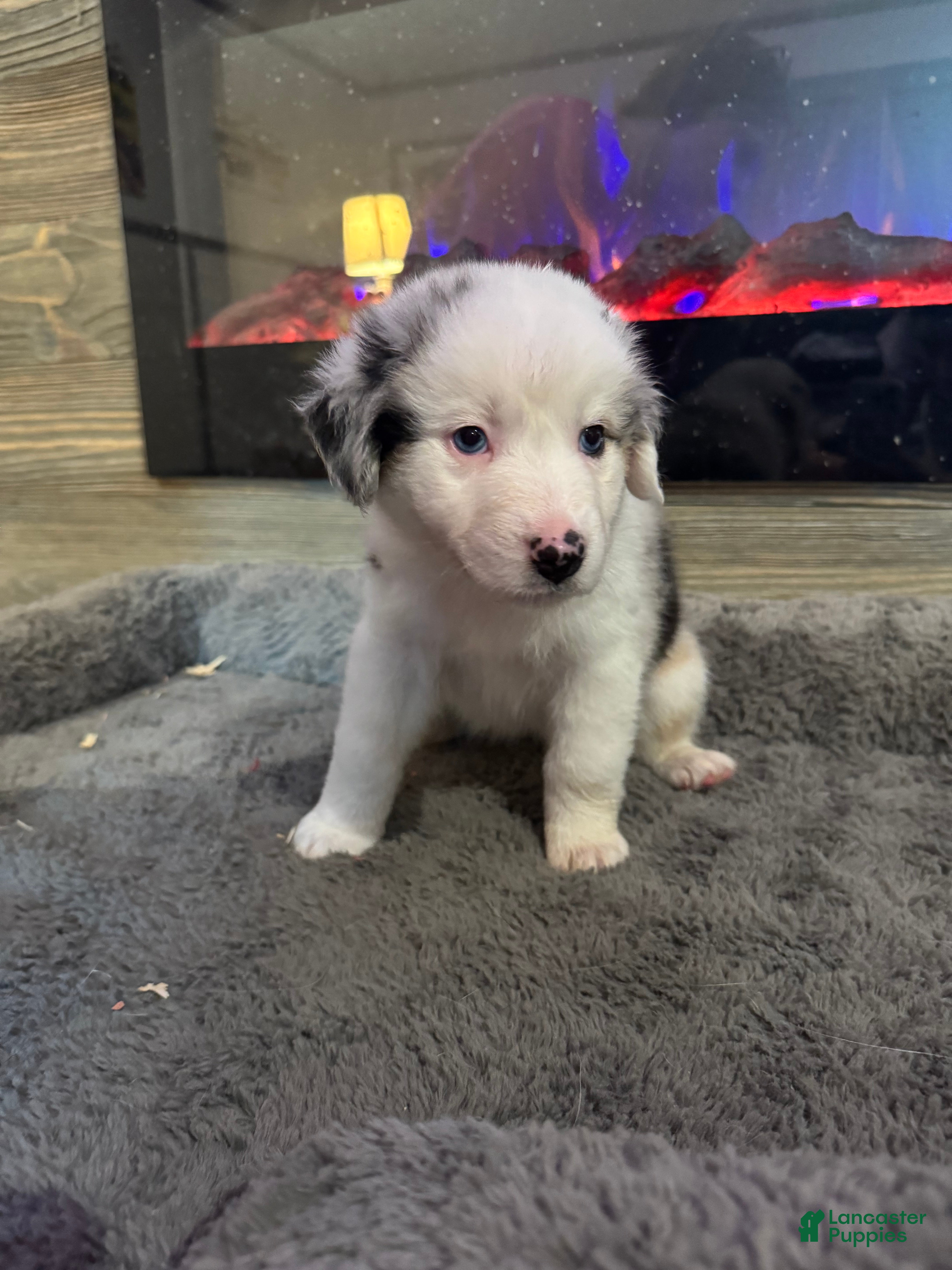 Australian Shepherd dogs Lulu - Ad 1