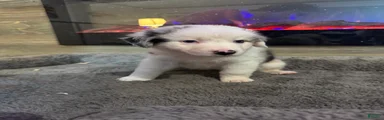 Lulu