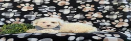 Bichpoo dogs for sale: Adken - Ad 4