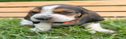Basset Hound dogs for sale: Arnold - Ad 2