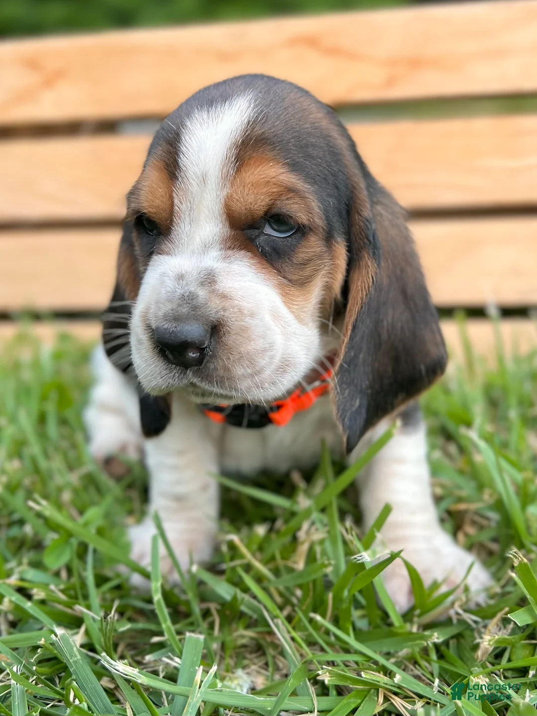 Basset Hound dogs for sale: Arnold - Ad 2