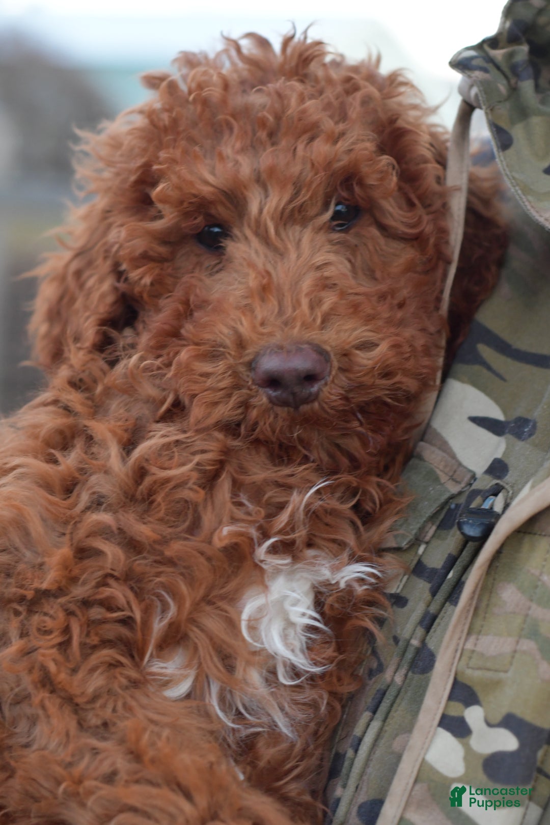 Standard Poodle dogs for sale: Clifford  - Ad 22