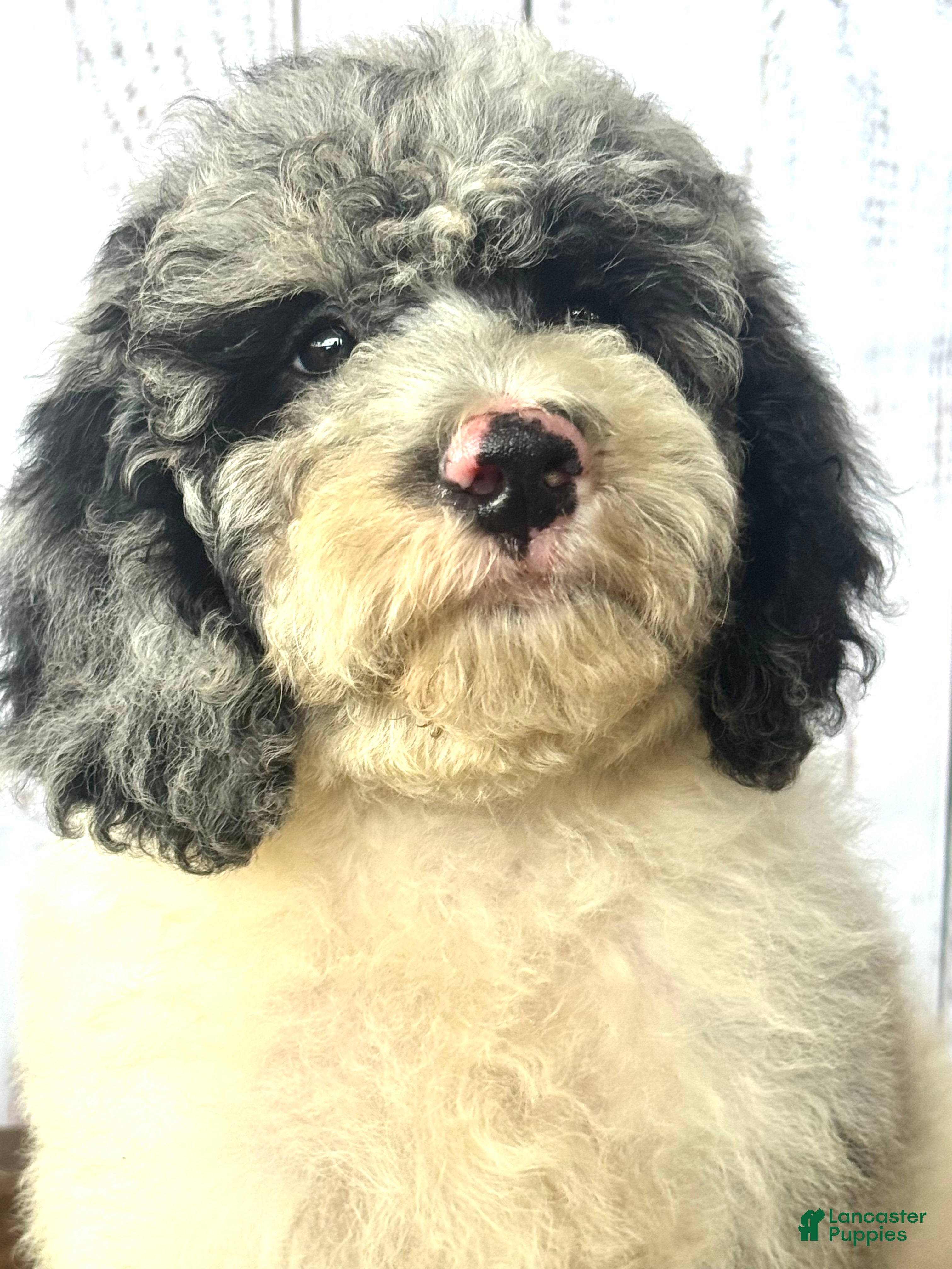 Cockapoo dogs for sale: Sapphire  - Ad 1