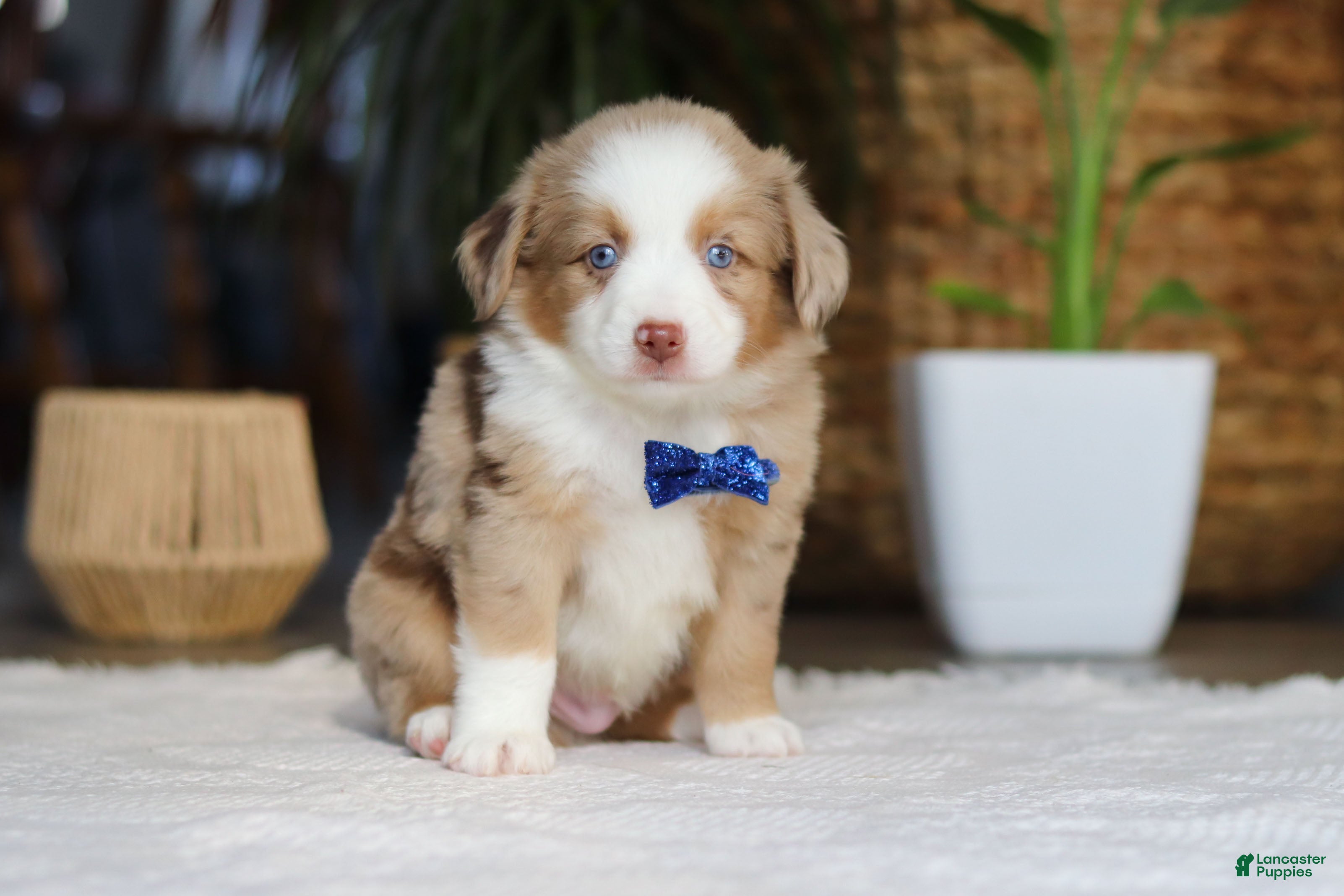 Australian Shepherd dogs Tango - Ad 1