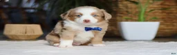 Australian Shepherd dogs for sale: Tango - Ad 1