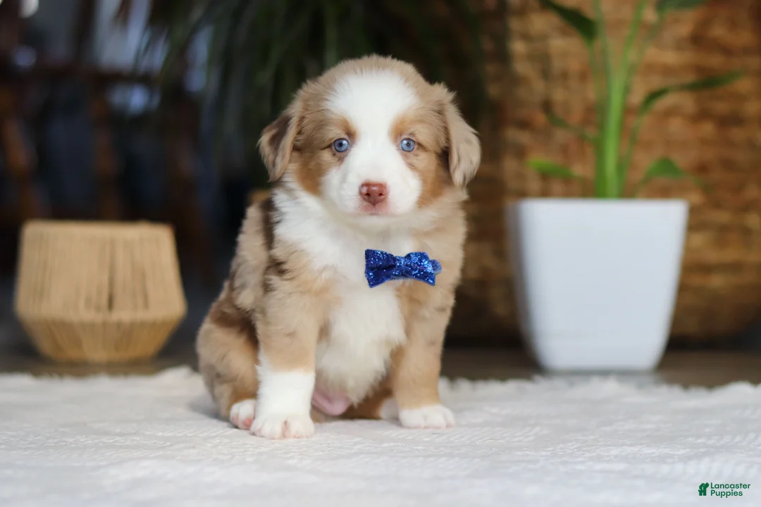 Australian Shepherd dogs for sale: Tango - Ad 1