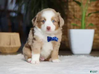 Australian Shepherd dogs for sale: Tango - Ad 2