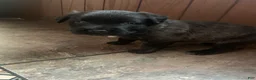 Mixed Breed dogs for sale: Red nose brindle pit bull mix with American mastiff - Ad 5