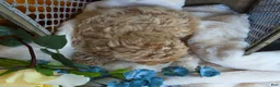 Toy Poodle dogs for sale: Sandy - Ad 5