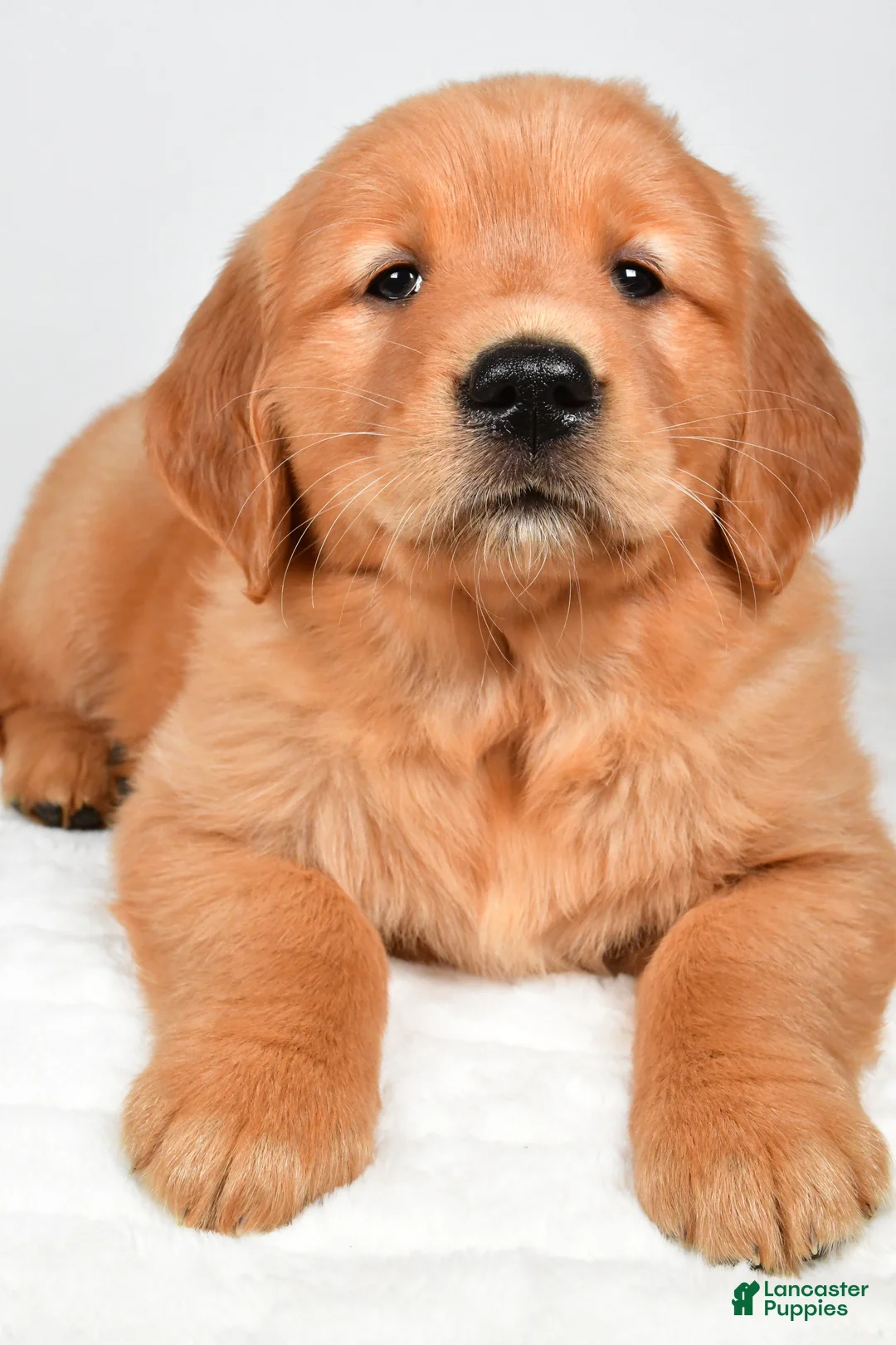 Golden Retriever dogs for sale: Roxy - Ad 2