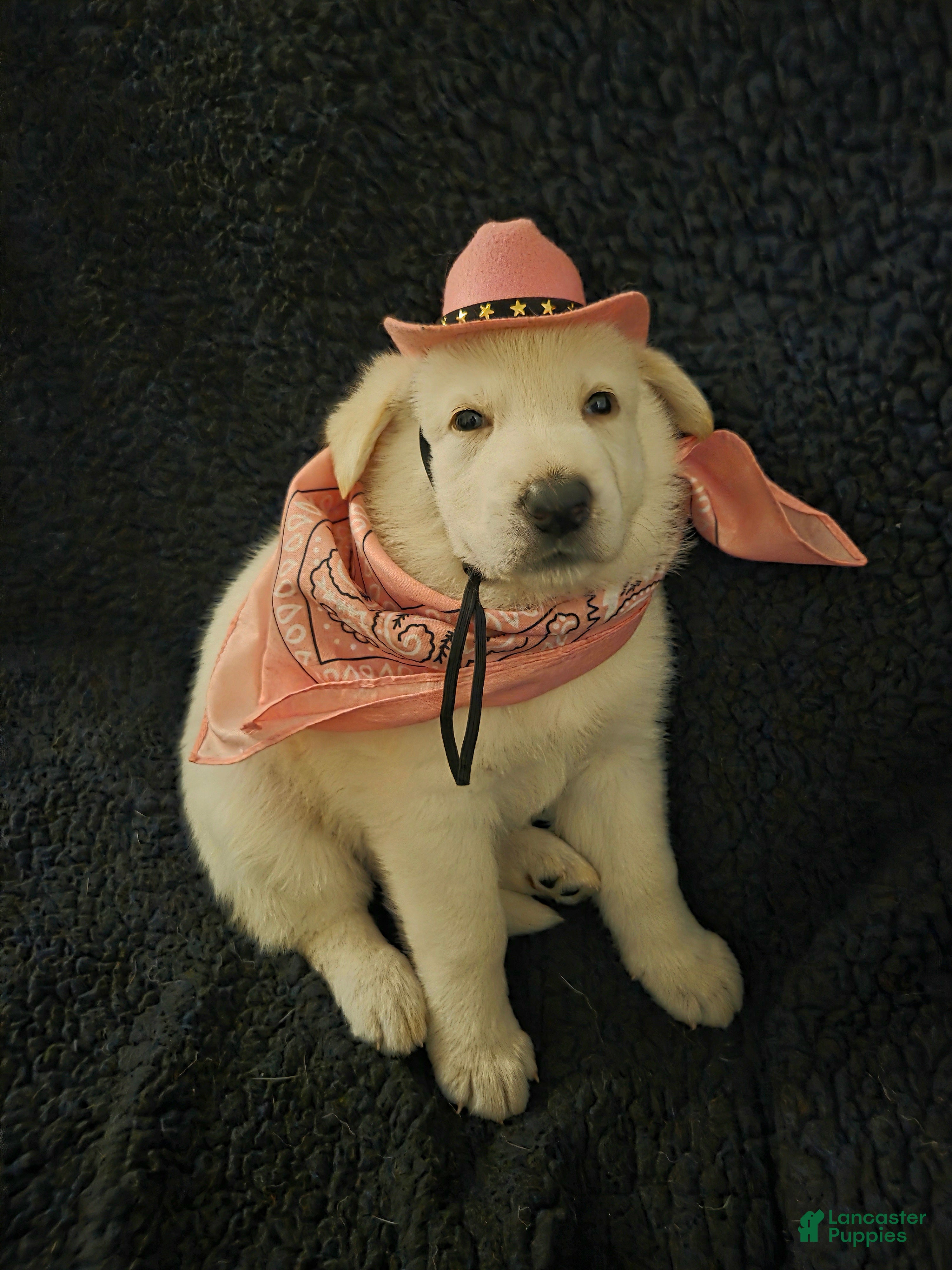 German Shepherd dogs Elsa - Ad 1