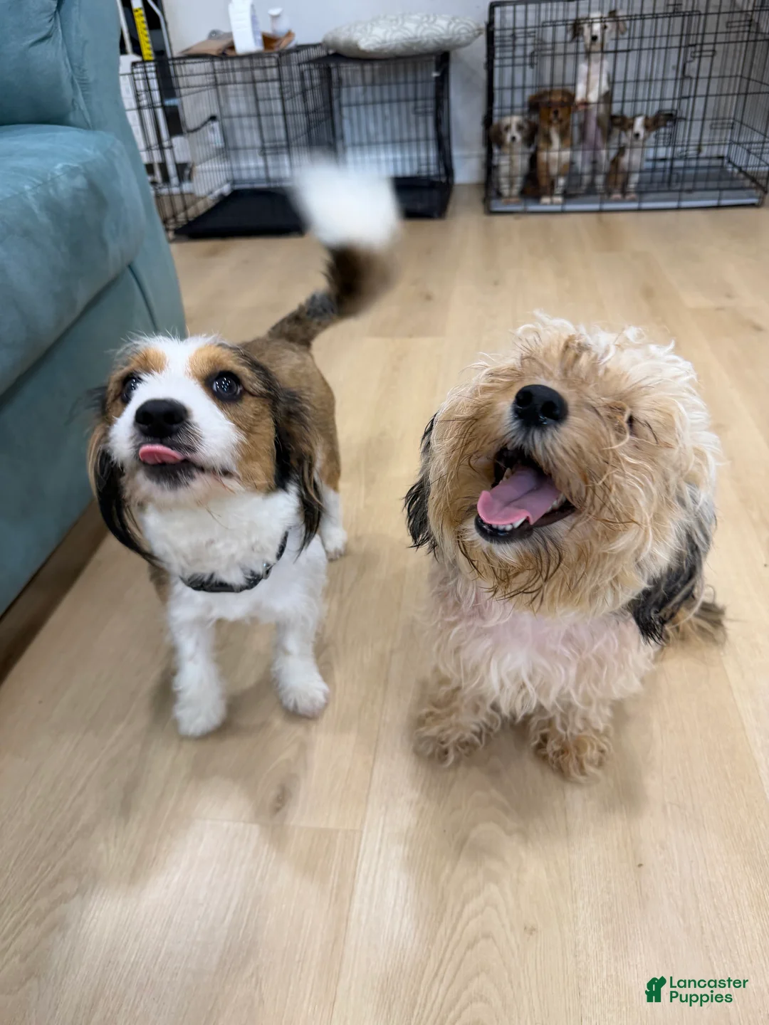Mixed Breed dogs for sale: Mixed Breed 4 - Ad 9