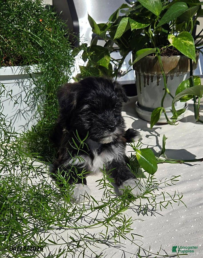 Mixed Breed dogs Dumpling - Ad 2