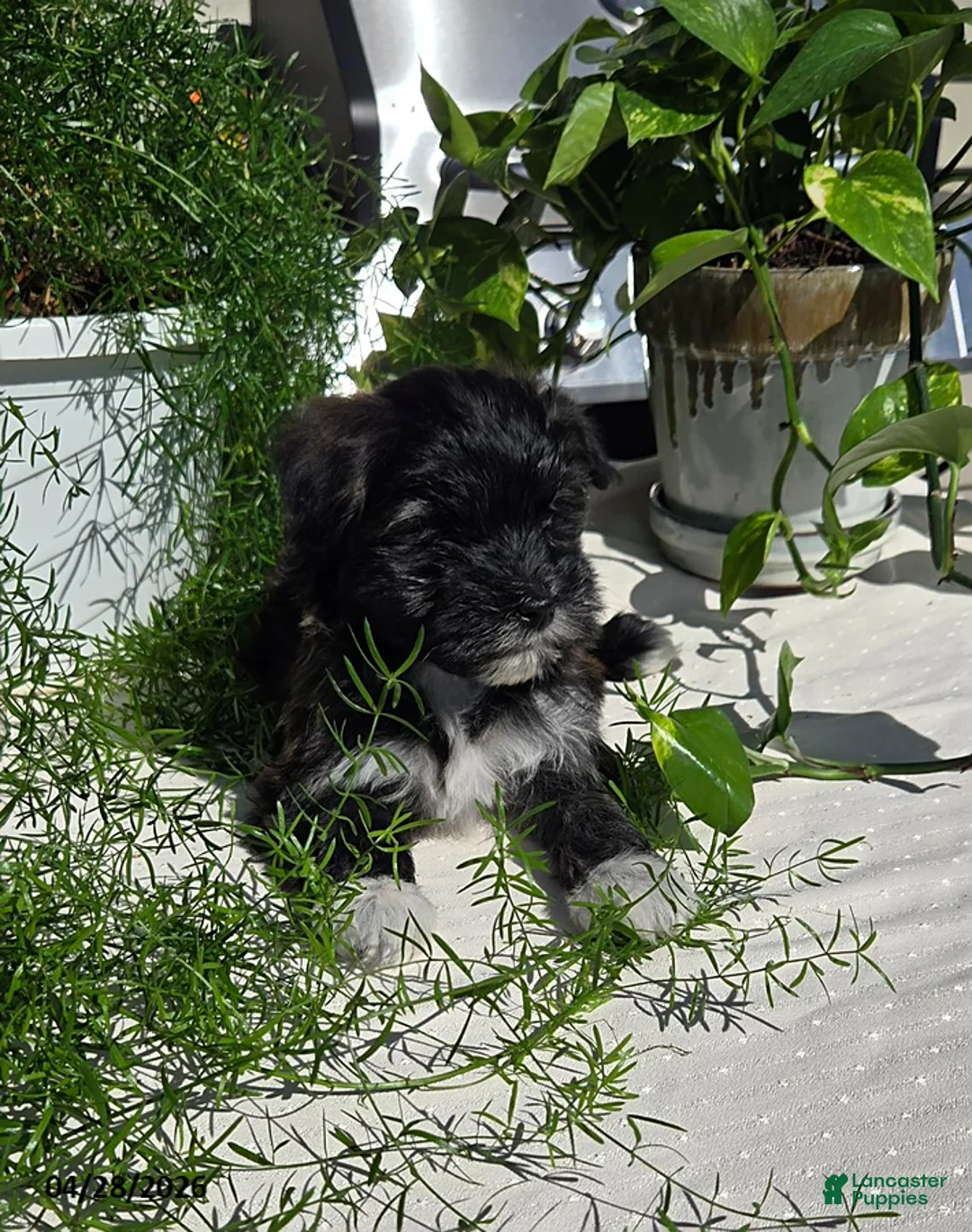 Mixed Breed dogs for sale: Dumpling - Ad 2