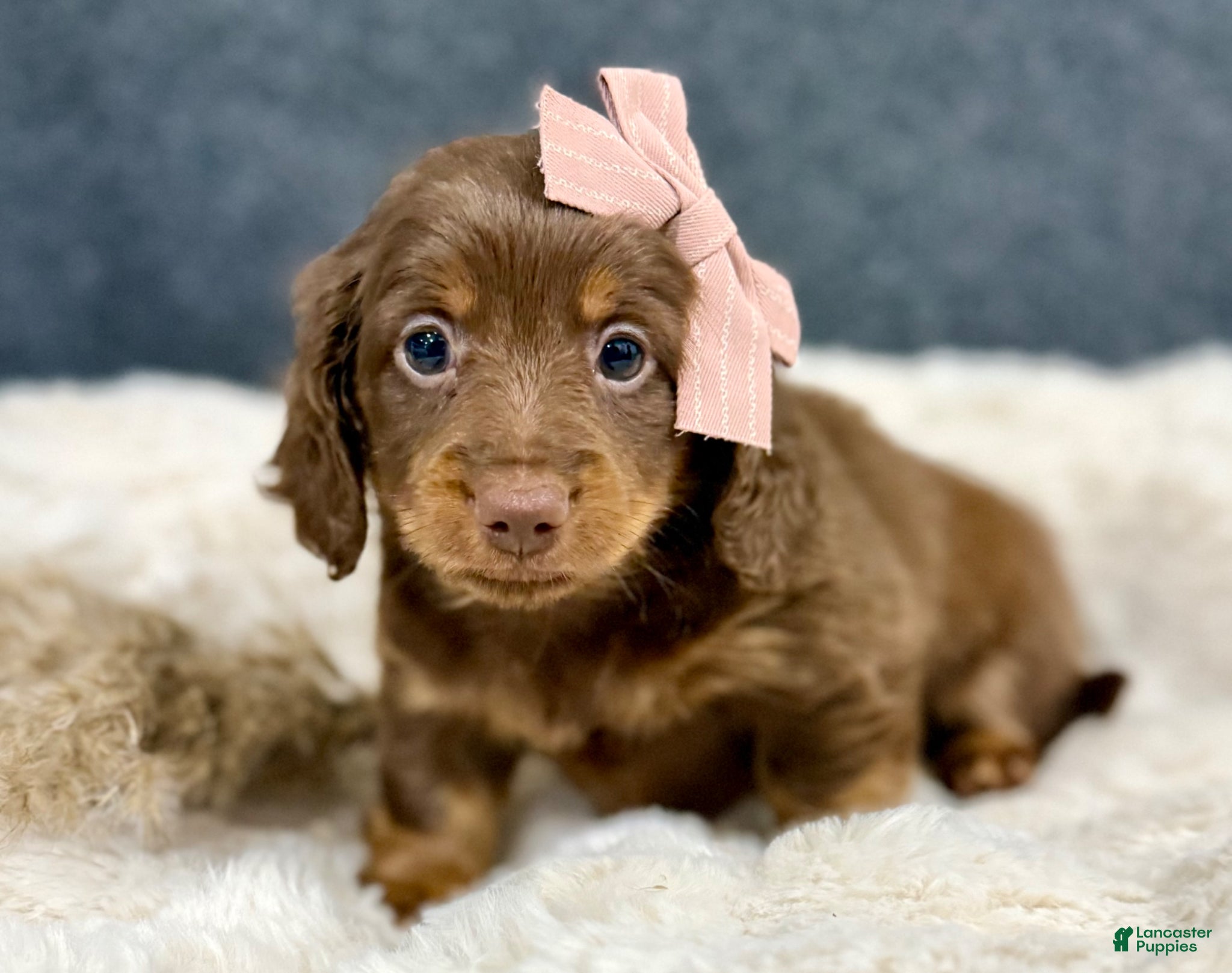 Maci