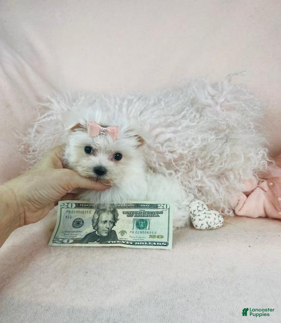 Maltese dogs for sale: Maltese Puppy 2 - Ad 2