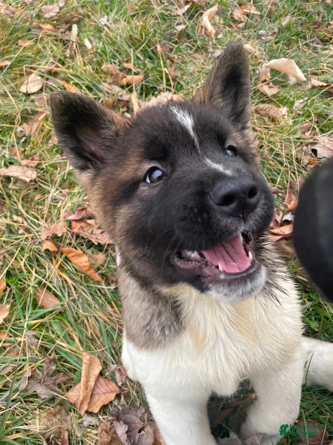 Akita dogs Princesa  - Ad 38