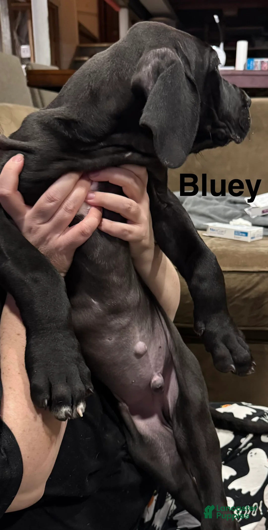 Great Dane dogs for sale: Tobie - Ad 34