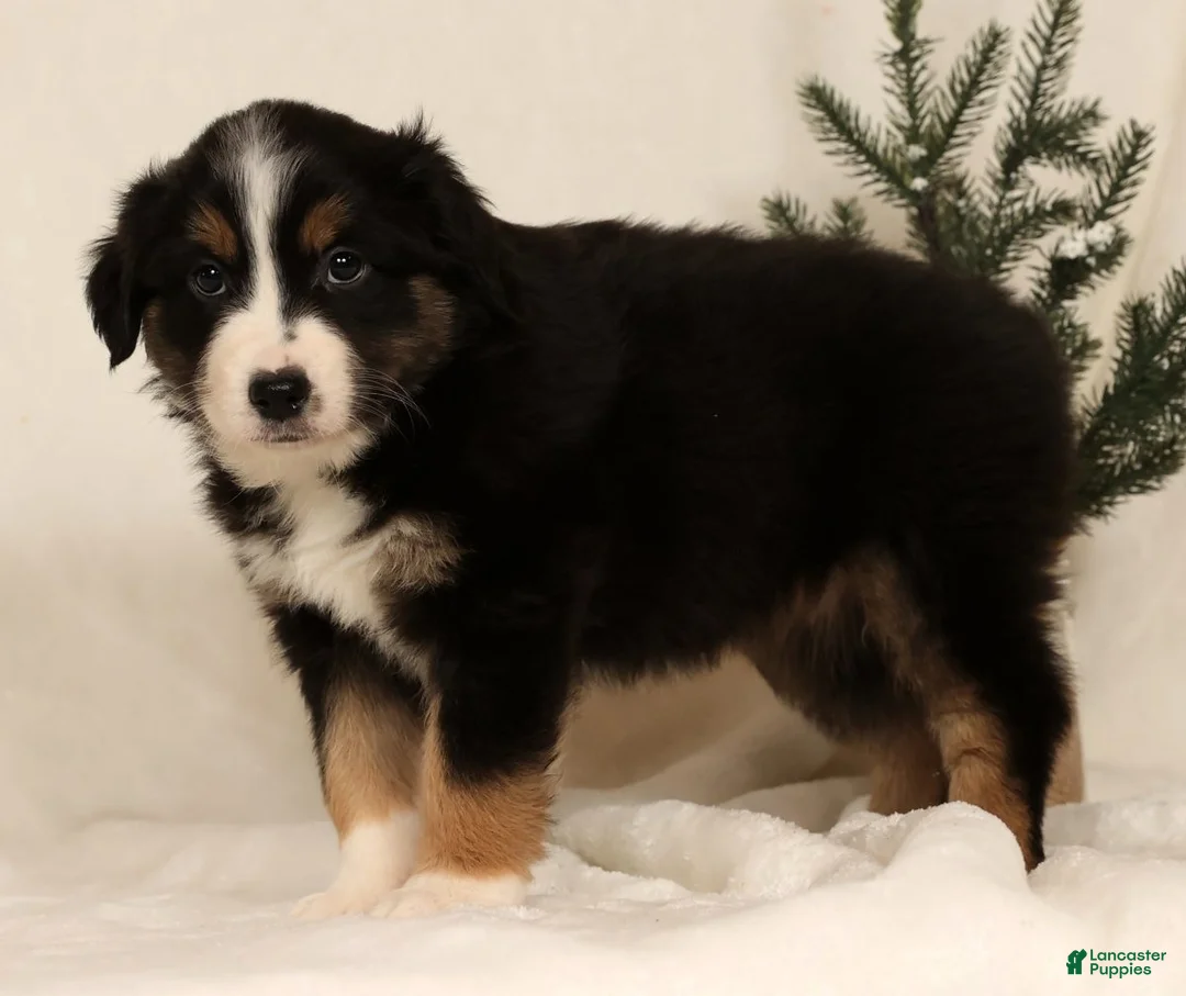 Miniature Australian Shepherd dogs for sale: Tracy - Ad 3