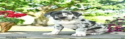 Great Dane dogs for sale: Ceaser  - Ad 1