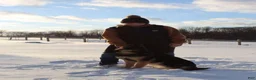 German Shepherd dogs for sale: Hazel - Ad 7