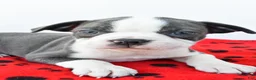 Boston Terrier dogs for sale: Ryder - Ad 8