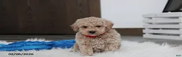 Bichpoo dogs for sale: Travis - Ad 5
