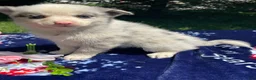 Pomsky dogs for sale: Nemo - Ad 1