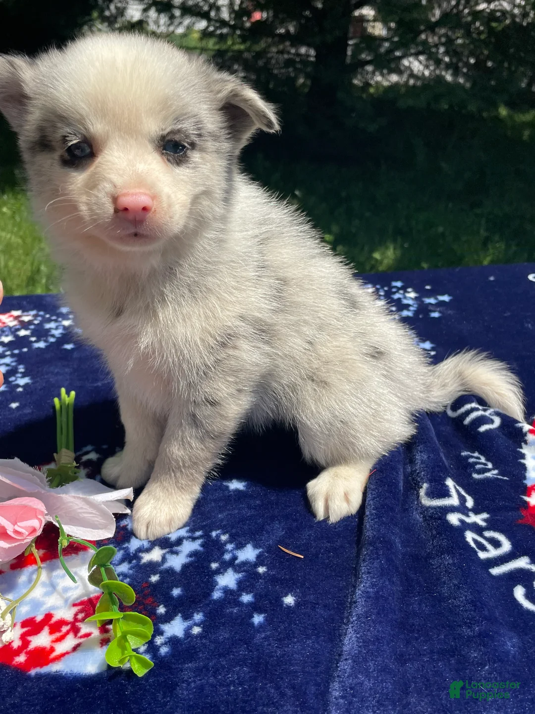 Pomsky dogs for sale: Nemo - Ad 1