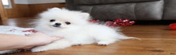 Pomeranian dogs for sale: Teacup Tony - Ad 23