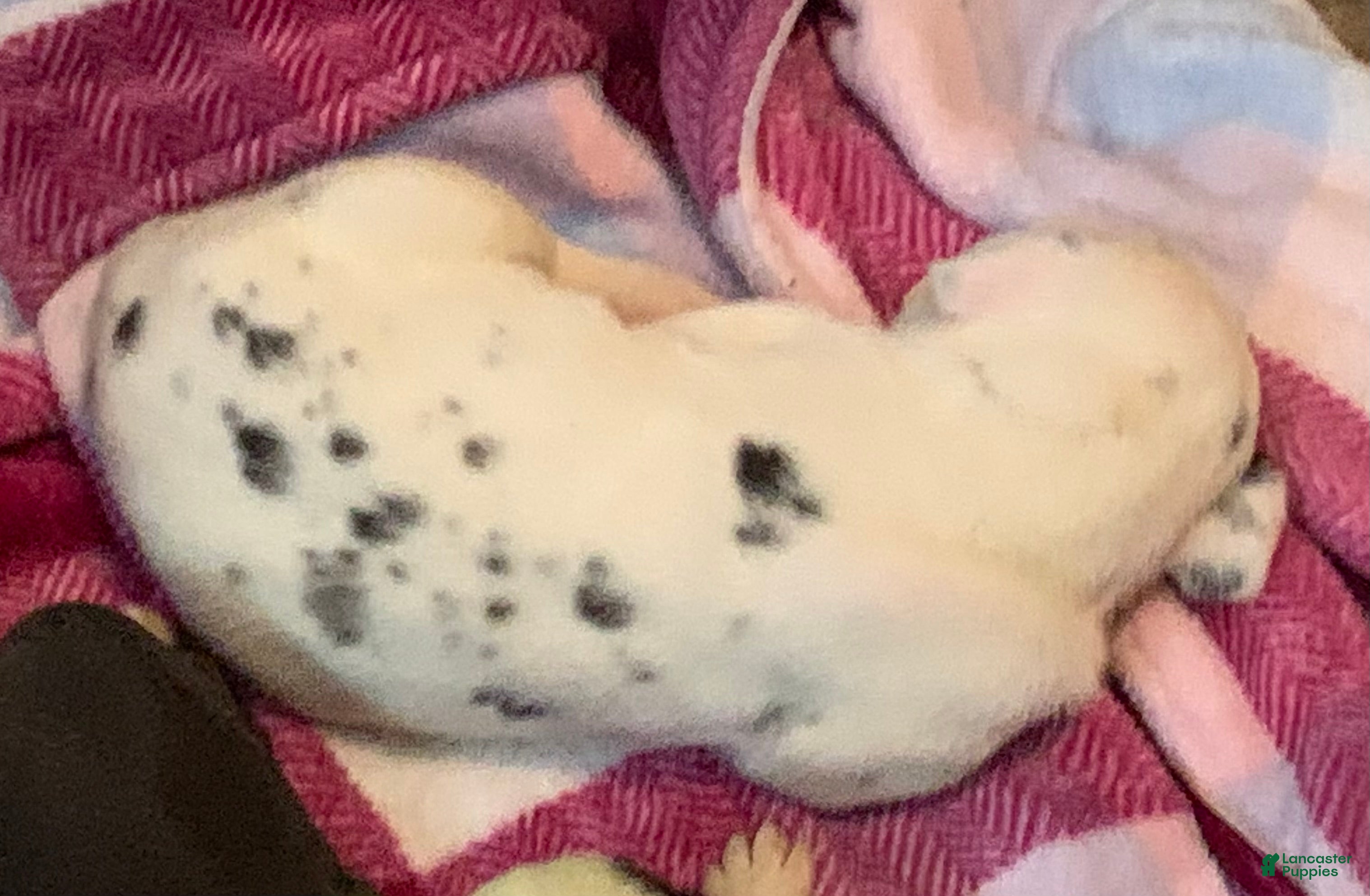 Great Dane dogs Roly - Ad 13