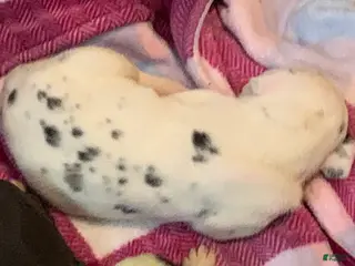 Great Dane dogs Roly - Ad 13