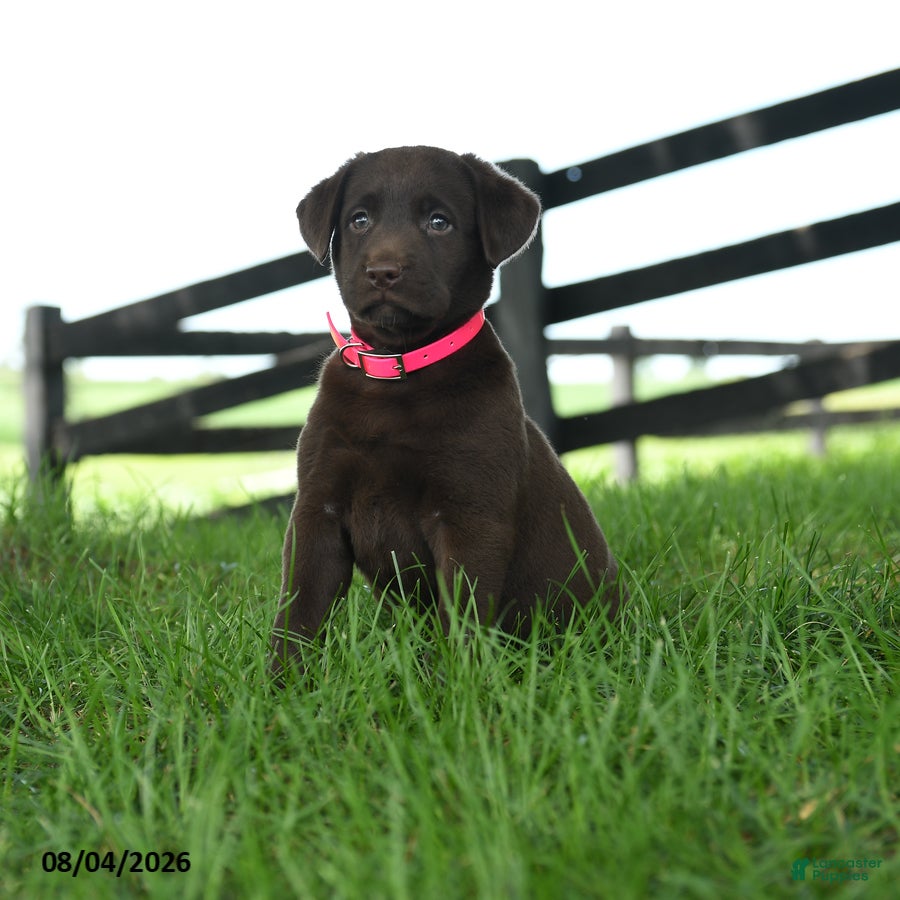 Labrador Retriever dogs Atlas - Ad 2