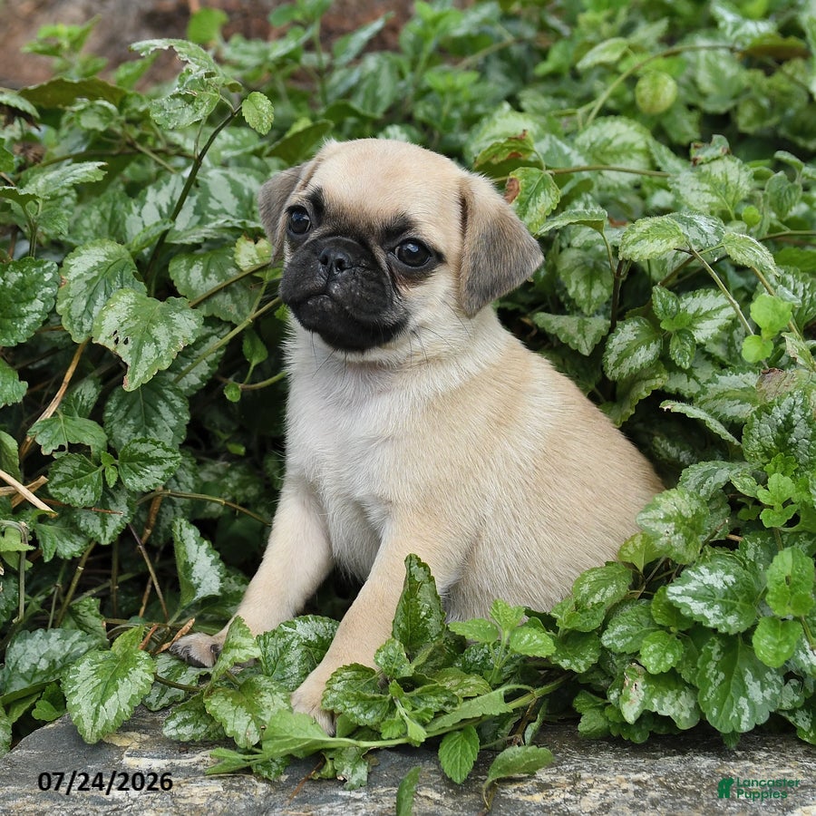 Pug dogs Drake - Ad 2