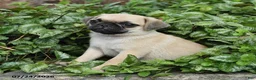 Pug dogs for sale: Drake - Ad 2