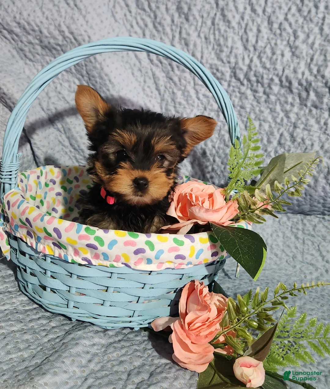 Yorkshire Terrier dogs for sale: Sassy - Ad 2