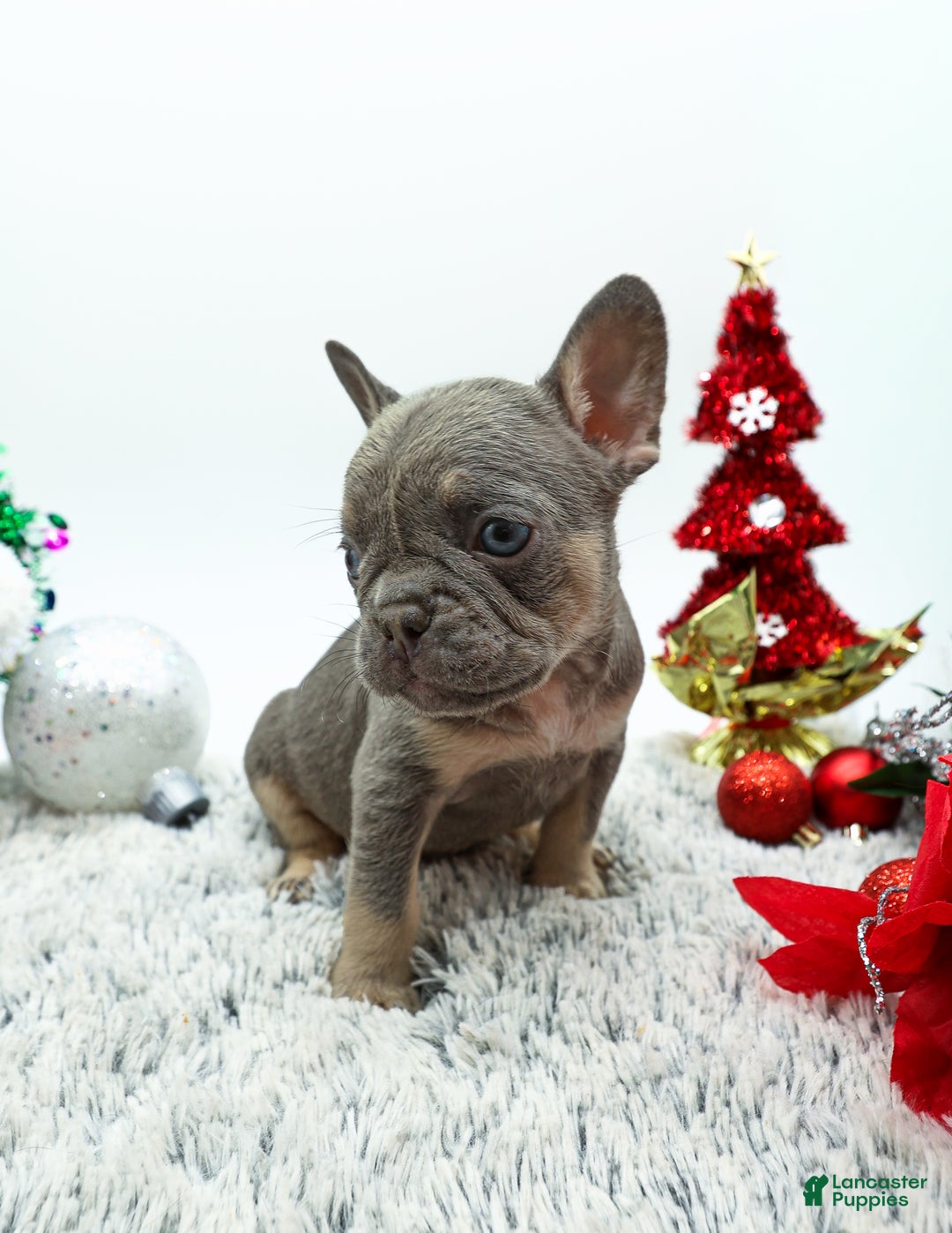 French Bulldog dogs for sale: Levi - Ad 3