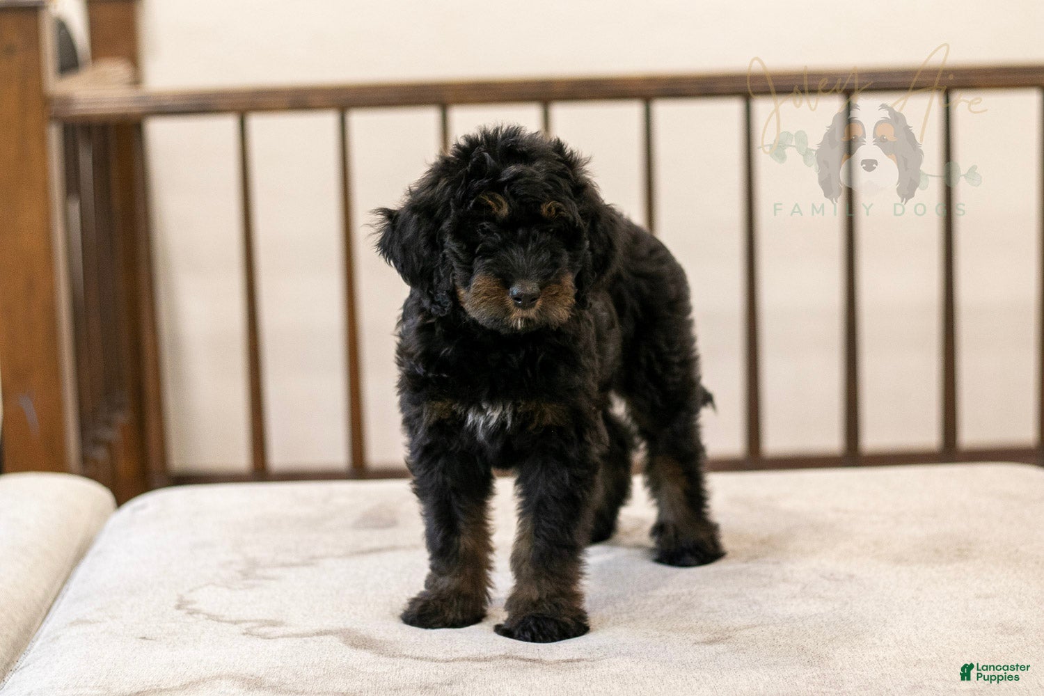 Bernedoodle dogs Olympic - Ready Now! - Ad 1